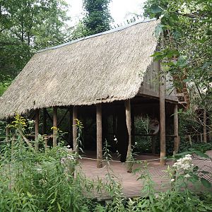 Madagascar lemur walk-through area - Village area with education huts and Blue-eyed black lemur exhibit, 2024-08-18
