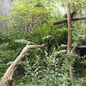 Blue-eyed black lemur exhibit, 2024-08-18