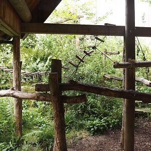 Blue-eyed black lemur exhibit, 2024-08-18