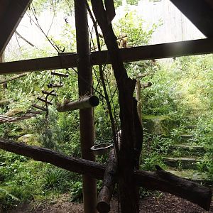 Blue-eyed black lemur exhibit, 2024-08-18