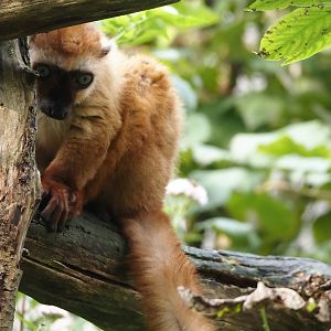 Blue-eyed black lemur (Eulemur flavifrons), 2024-08-18