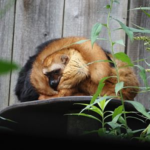 Blue-eyed black lemur (Eulemur flavifrons), 2024-08-18