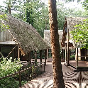 Madagascar lemur walk-through area - Village area with education huts and Blue-eyed black lemur exhibit, 2024-08-18