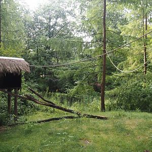 Madagascar lemur walk-through area, 2024-08-18