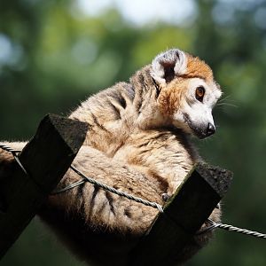 Male Crowned lemur (Eulemur coronatus), 2024-08-18