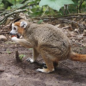 Male Crowned lemur (Eulemur coronatus), 2024-08-18