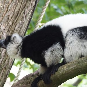 Black and white ruffed lemur (Varecia variegata variegata), 2024-08-18