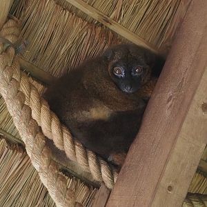 Red-bellied lemur (Eulemur rubriventer), 2024-08-18
