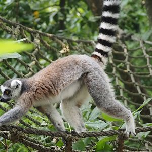 Ring-tailed lemur (Lemur catta), 2024-08-18