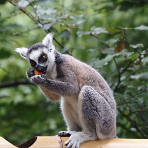 Ring-tailed lemur (Lemur catta), 2024-08-18