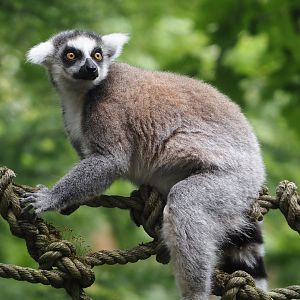 Ring-tailed lemur (Lemur catta), 2024-08-18