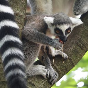 Ring-tailed lemur (Lemur catta), 2024-08-18
