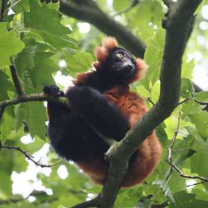 Red ruffed lemur (Varecia rubra), 2024-08-18