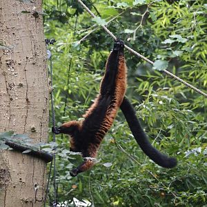 Red ruffed lemur (Varecia rubra), 2024-08-18