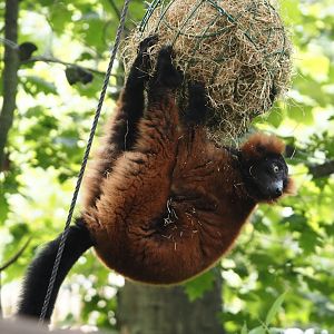Red ruffed lemur (Varecia rubra), 2024-08-18