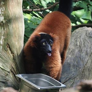 Red ruffed lemur (Varecia rubra), 2024-08-18