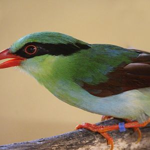 Yellow-breasted Magpie (Cissa hypoleuca concolor)