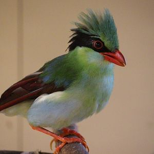 Yellow-breasted Magpie (Cissa hypoleuca concolor)