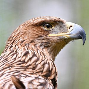 Eastern imperial eagle