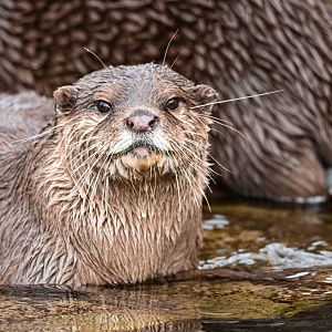 Asian small-clawed otter