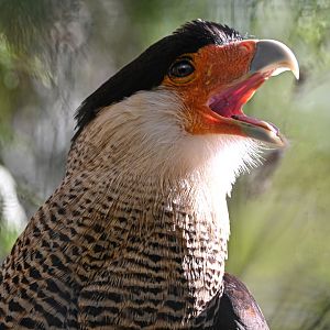Crested caracara