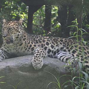 Outdoor Exhibits - Amur Leopard (Panthera pardus orientalis)
