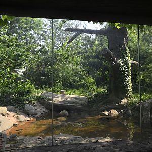 Outdoor Exhibits - Amur Leopard Exhibit