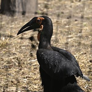 Outdoor Exhibits - Southern Ground Hornbill (Bucorvus leadbeateri)