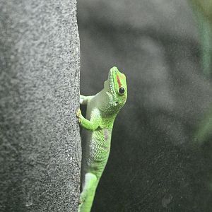 Africa Wing - Madagascar Day Gecko (Phelsuma madagascariensis)