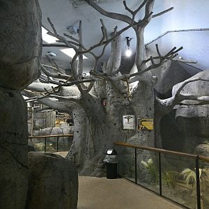 Africa Wing - Scenery