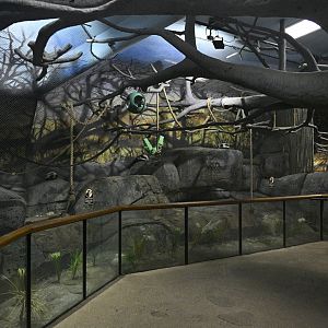 Africa Wing - Black-and-white Ruffed Lemur Exhibit