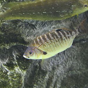 Aquarium Wing - Rainbow Seaperch (Embiotoca caryi)