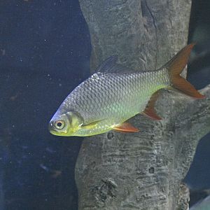 Aquarium Wing - Red-tailed Tinfoil Barb (Barbonymus altus)