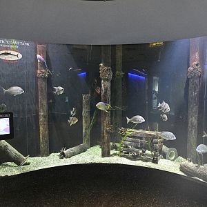 Aquarium Wing - North Atlantic Coast Tank