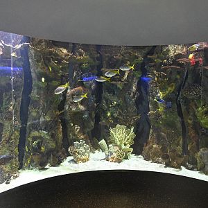 Aquarium Wing - Indo-Pacific Coral Reef Tank