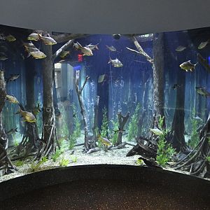 Aquarium Wing - Asian River Tank
