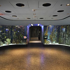 Aquarium Wing - Indo-Pacific Coral Reef and Pacific Kelp Forest Tanks