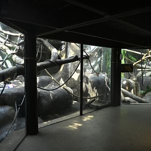 Rainforest Wing - Fossa (Left) and Binturong (Right) Exhibits