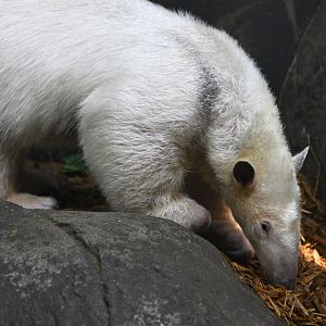 Rainforest Wing - Southern Tamandua (Tamandua tetradactyla)
