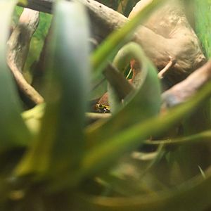 Rainforest Wing - Sira Poison Dart Frog (Ranitomeya sirensis)