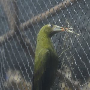 Rainforest Wing - Green Oropendola (Psarocolius viridis)