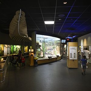 Reptile Wing - Overview