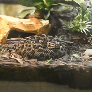 Reptile Wing - Massasauga (Sistrurus catenatus)