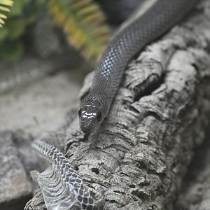 Reptile Wing - Western Rufous Beaked Snake (Rhamphiophis oxyrhynchus)