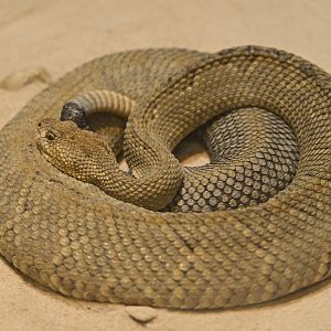 Reptile Wing - Aruba Island Rattlesnake (Crotalus unicolor)