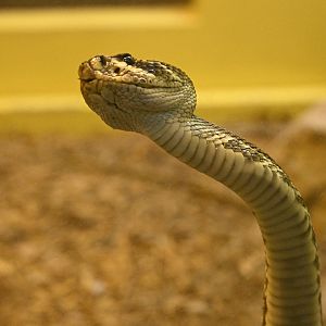 Reptile Wing - Eastern Diamondback Rattlesnake (Crotalus adamanteus)