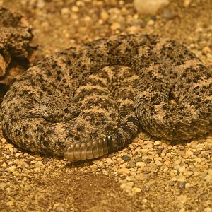 Reptile Wing - Southwestern Speckled Rattlesnake (Crotalus pyrrhus)