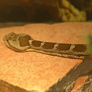 Reptile Wing - Queretaran Dusky Rattlesnake (Crotalus aquilus)