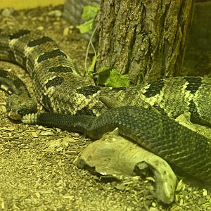 Reptile Wing - Timber Rattlesnake (Crotalus horridus)