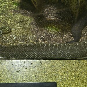 Reptile Wing - Uracoan Rattlesnake (Crotalus vegrandis)